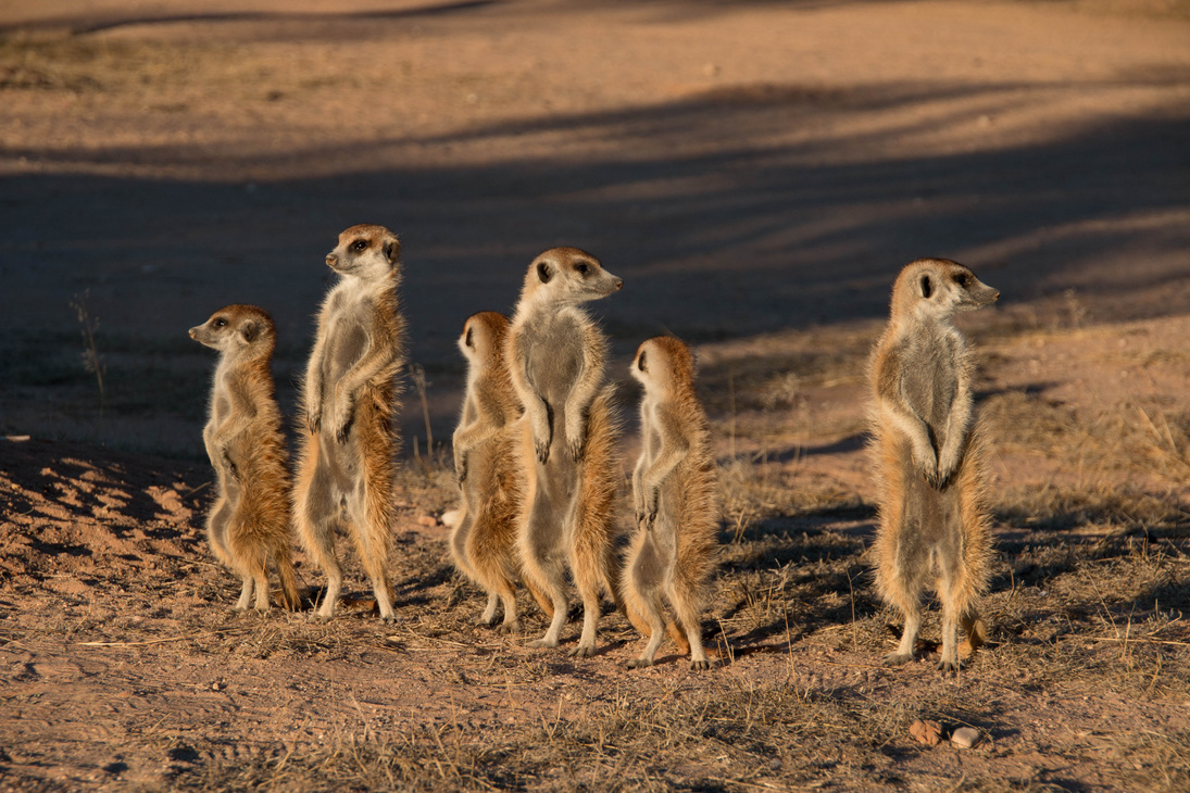 Meerkats, Kgalagadi National Park, South Africa